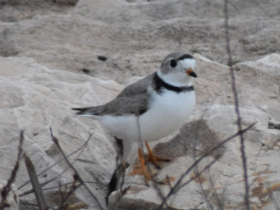 Piping Plover - ML618395007