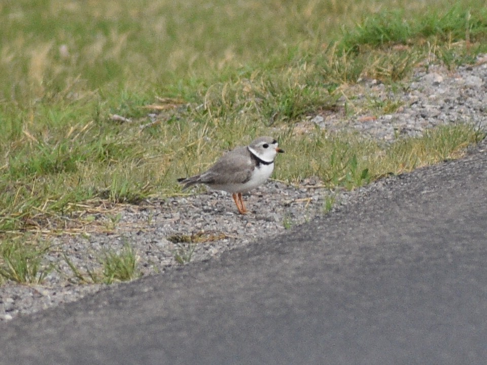 Piping Plover - ML618395008