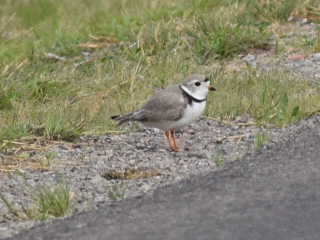Piping Plover - Don Pearson