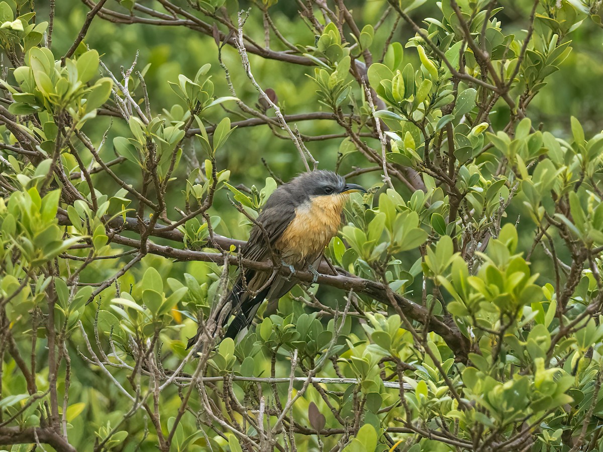 Mangrove Cuckoo - ML618395022