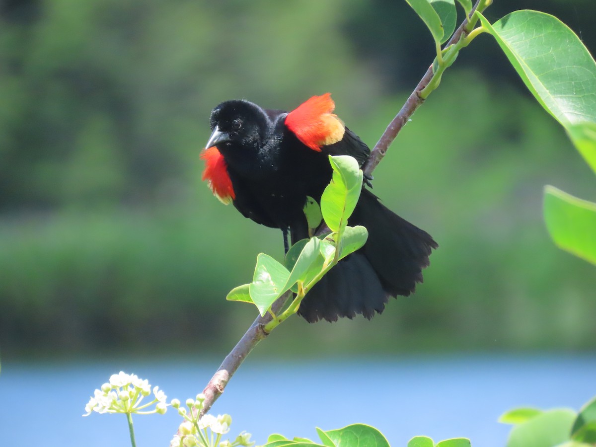 Red-winged Blackbird - ML618395027