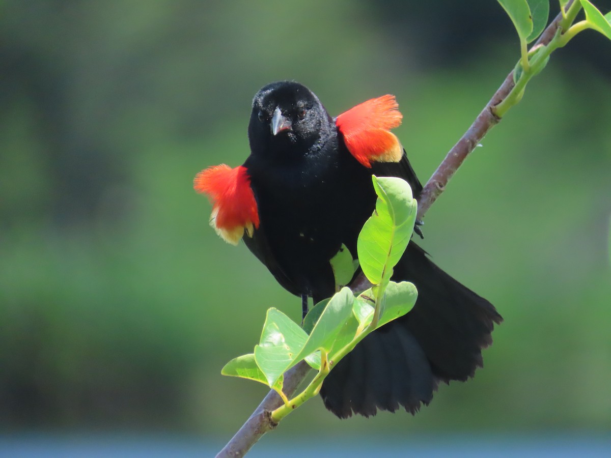 Red-winged Blackbird - Laurie Witkin