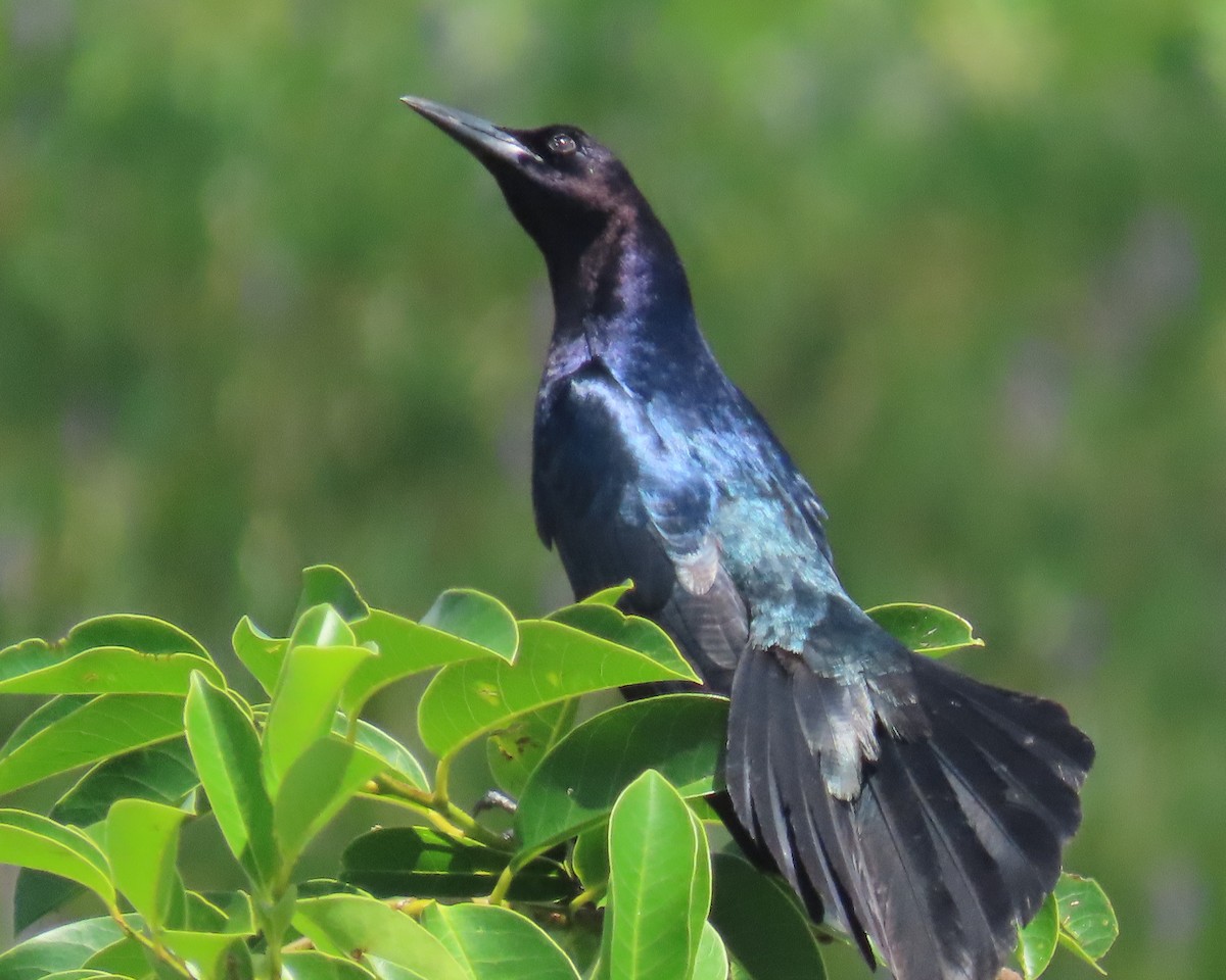 Boat-tailed Grackle - ML618395048