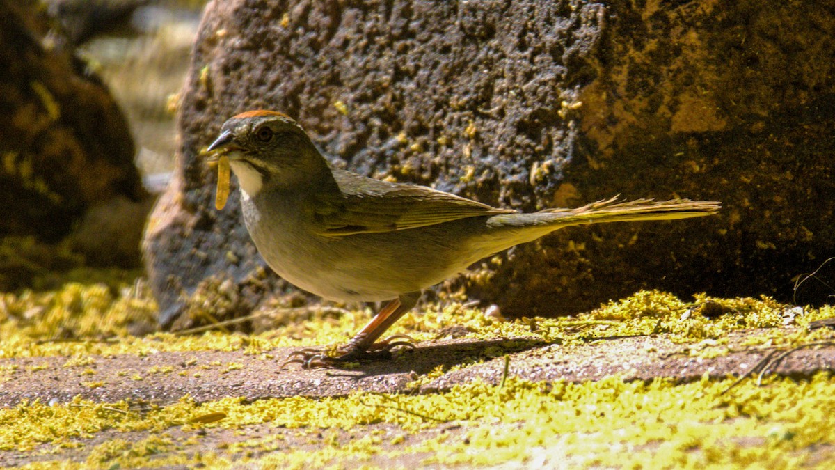 Green-tailed Towhee - Don Carney