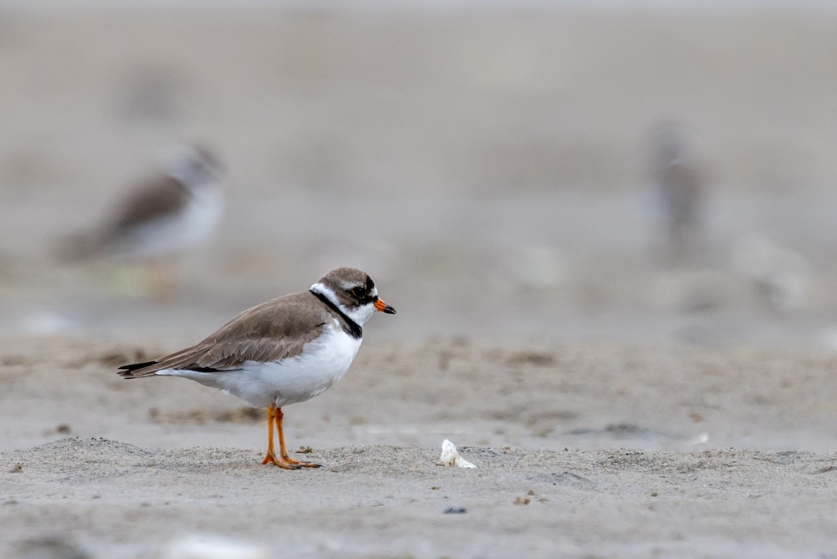 Semipalmated Plover - ML618395202