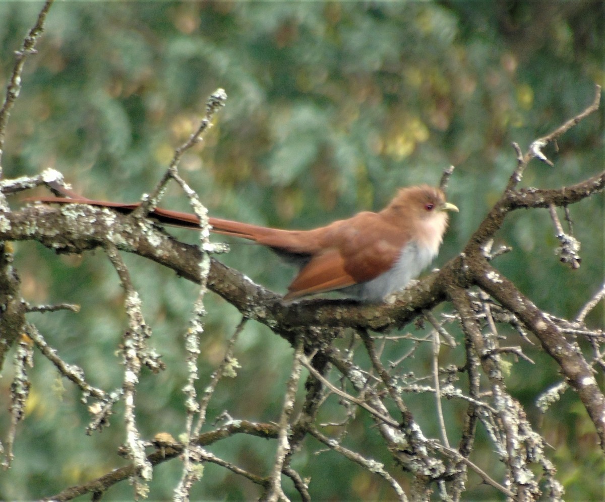 Squirrel Cuckoo - ML618395208