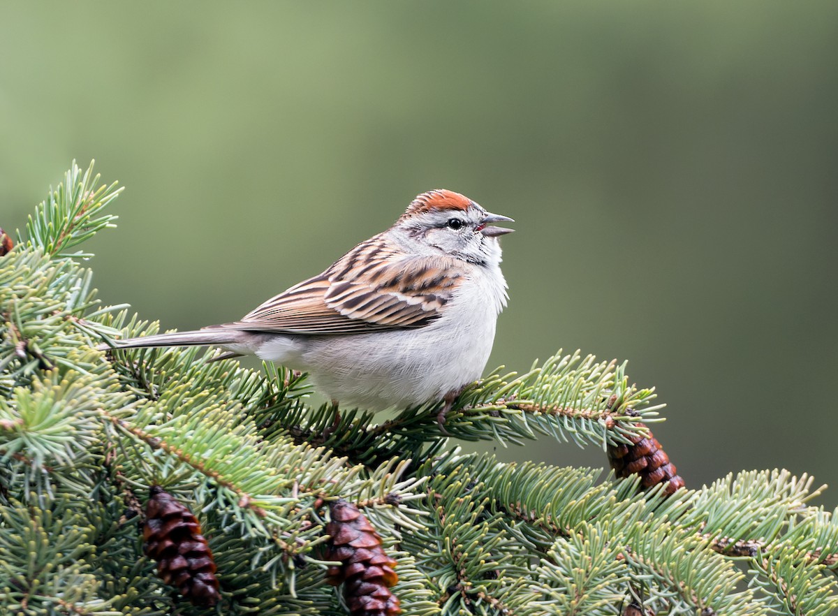 Chipping Sparrow - ML618395214