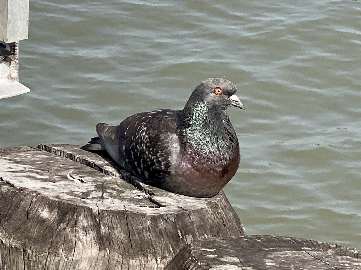 Rock Pigeon (Feral Pigeon) - ML618395234