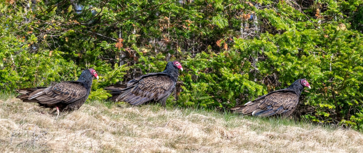 Turkey Vulture - Jim Carroll