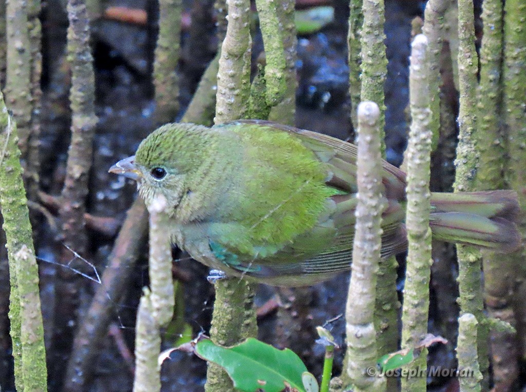 Painted Bunting - ML618395295