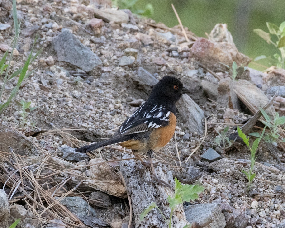 Spotted Towhee - ML618395302