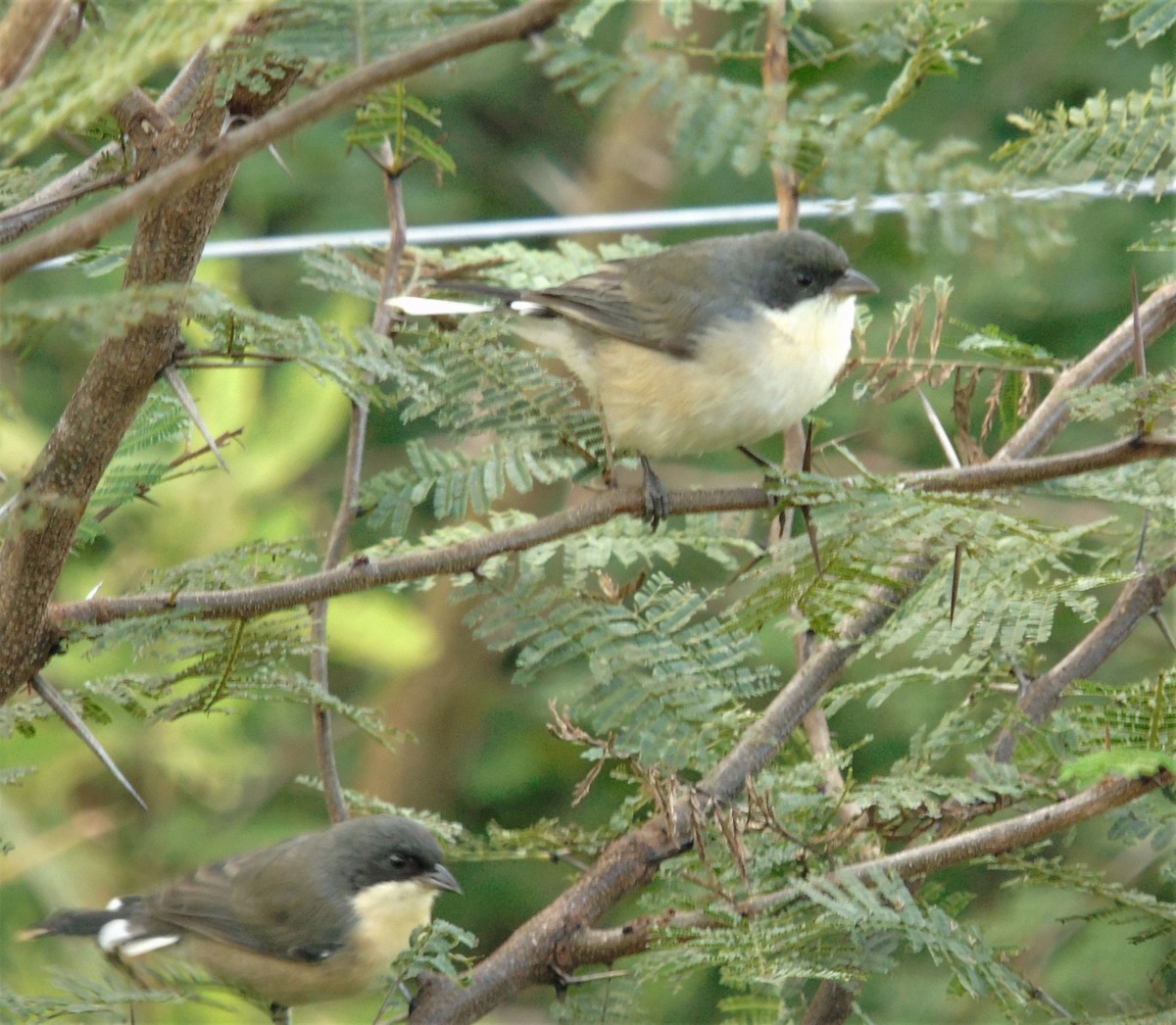 Black-capped Warbling Finch - ML618395306