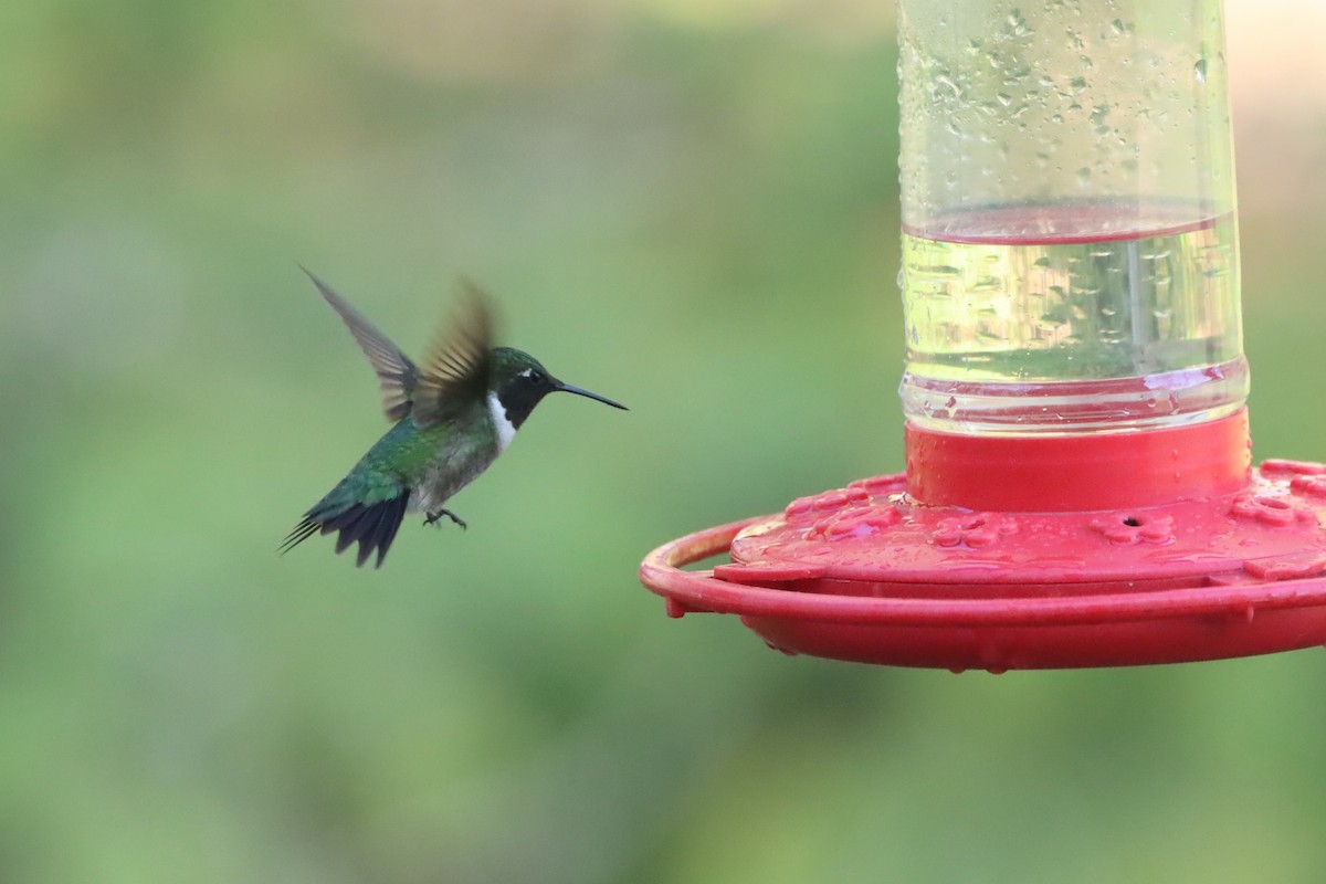 Ruby-throated Hummingbird - ML618395364
