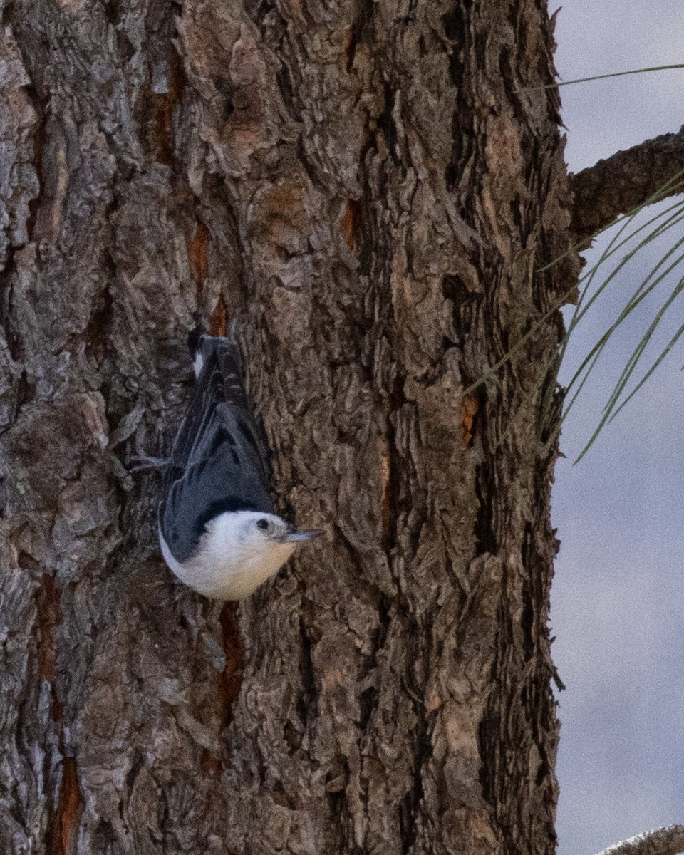 White-breasted Nuthatch - ML618395441