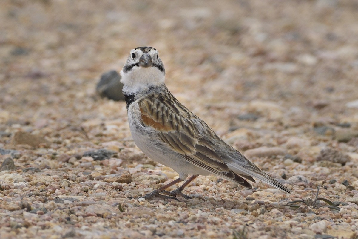 Thick-billed Longspur - ML618395488