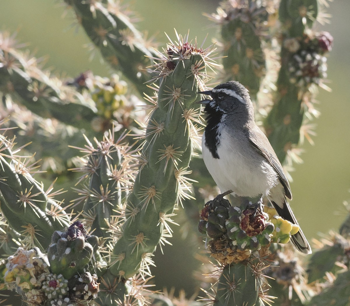 Black-throated Sparrow - ML618395499