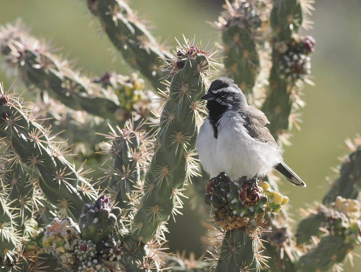 Black-throated Sparrow - Bob Foehring