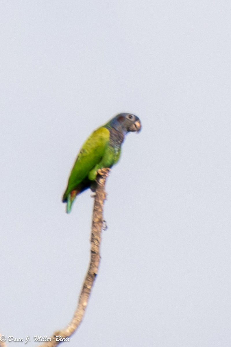 Blue-headed Parrot - ML618395515