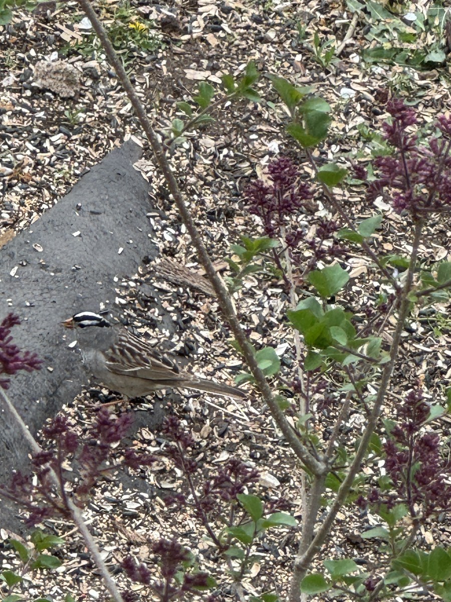 White-crowned Sparrow (Gambel's) - ML618395518