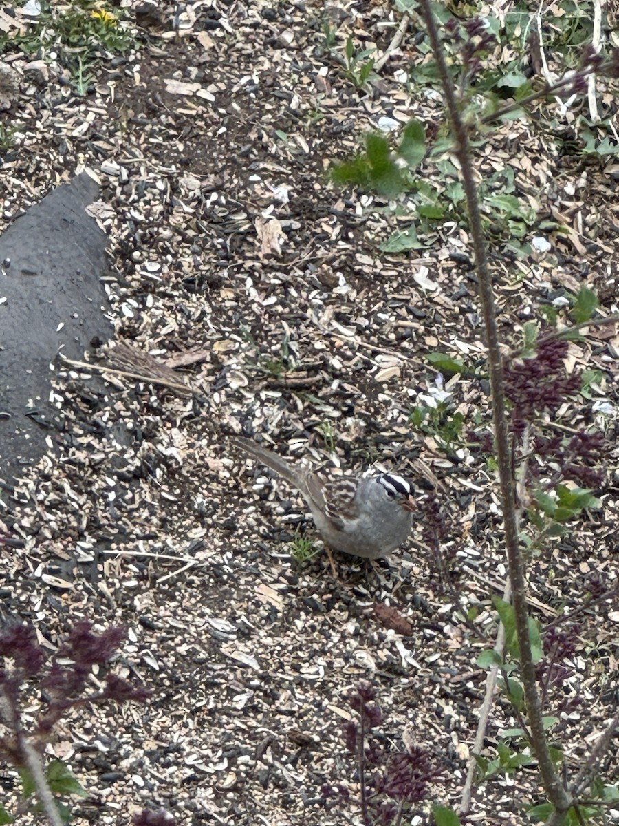 White-crowned Sparrow (Gambel's) - ML618395519