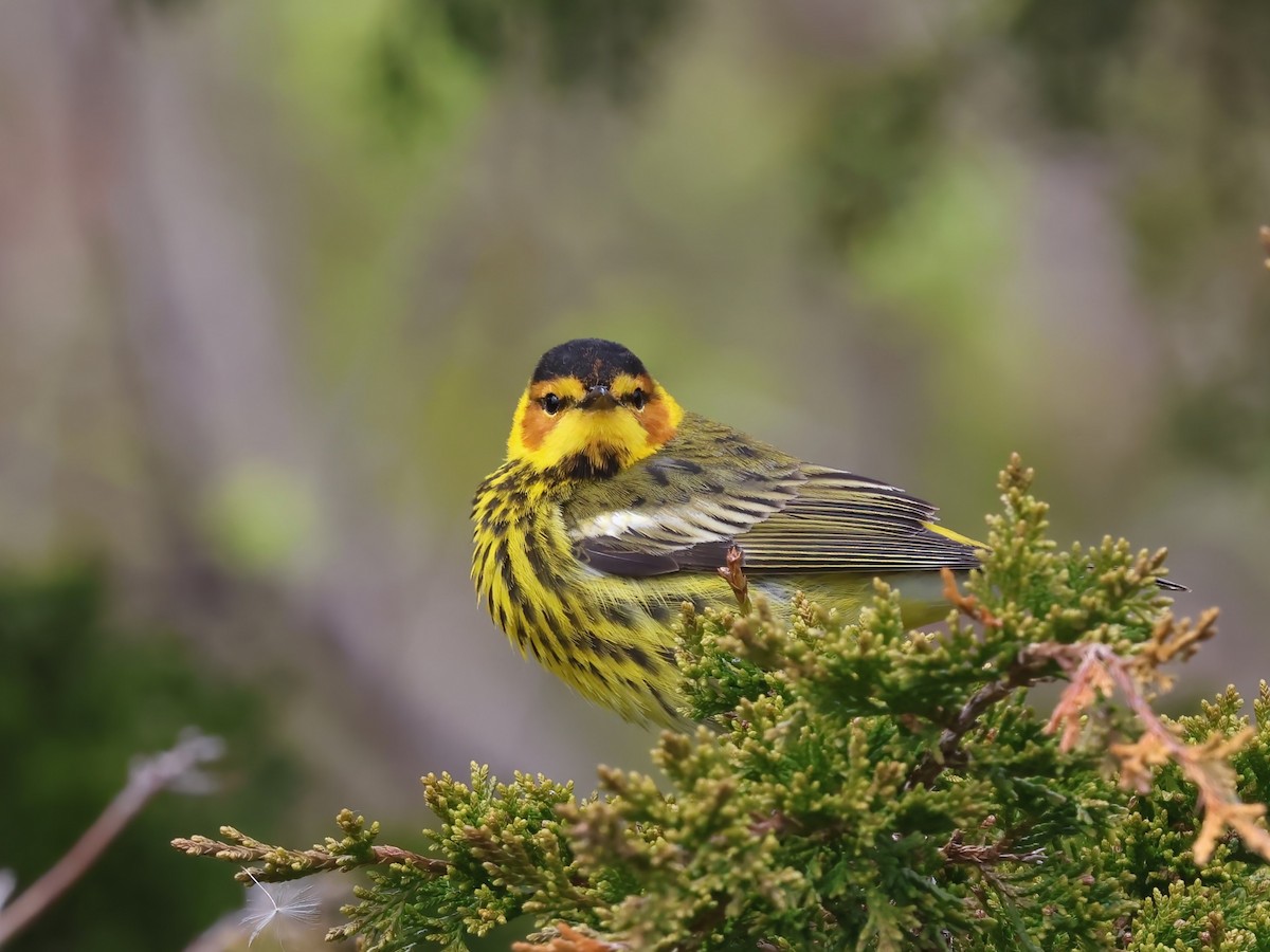 Cape May Warbler - ML618395539