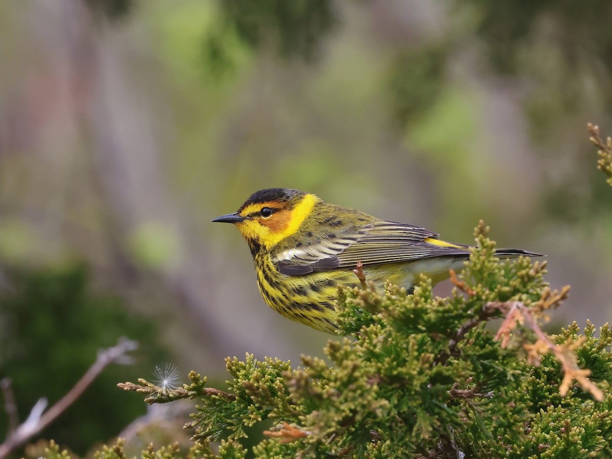Cape May Warbler - ML618395540