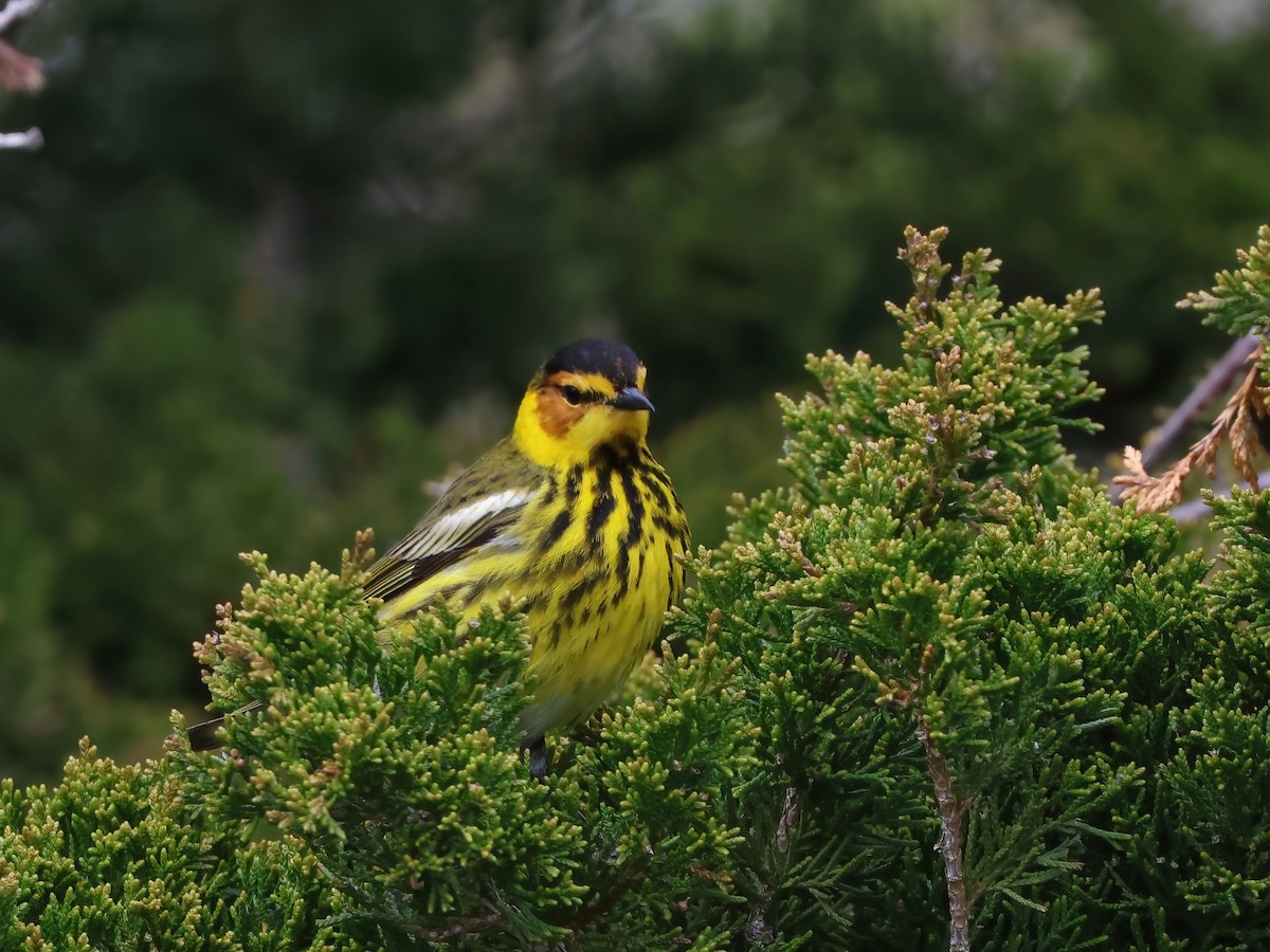 Cape May Warbler - ML618395541
