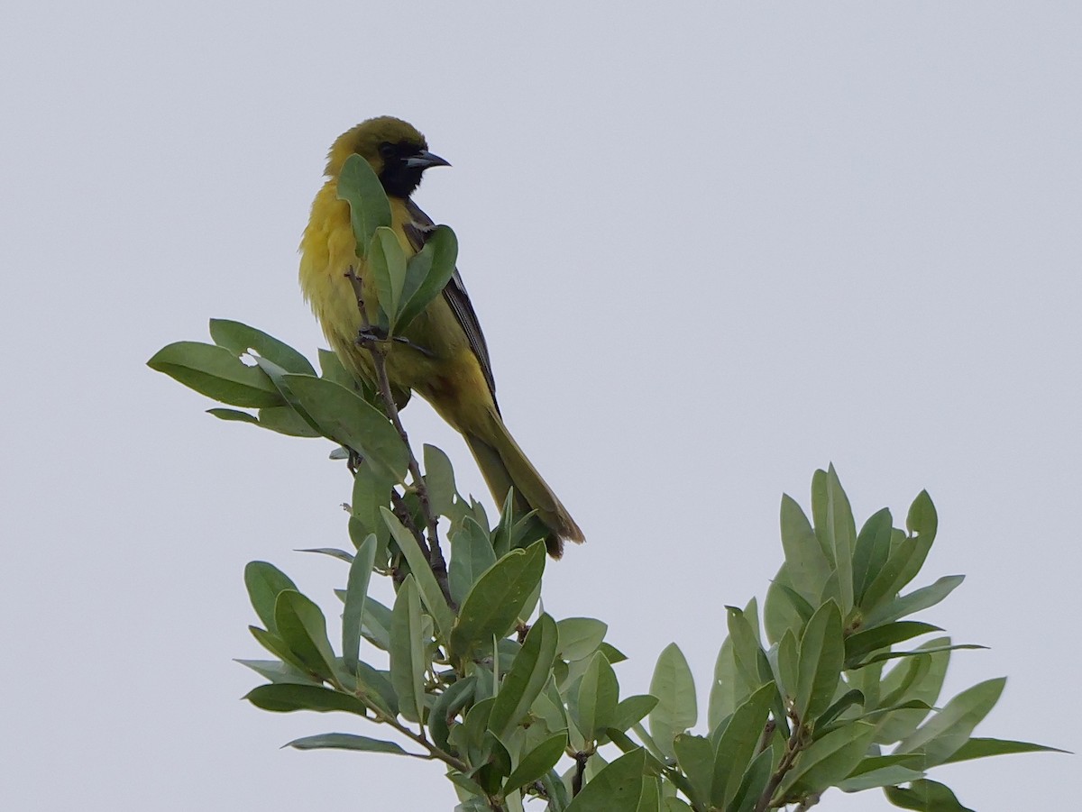 Orchard Oriole - ML618395639