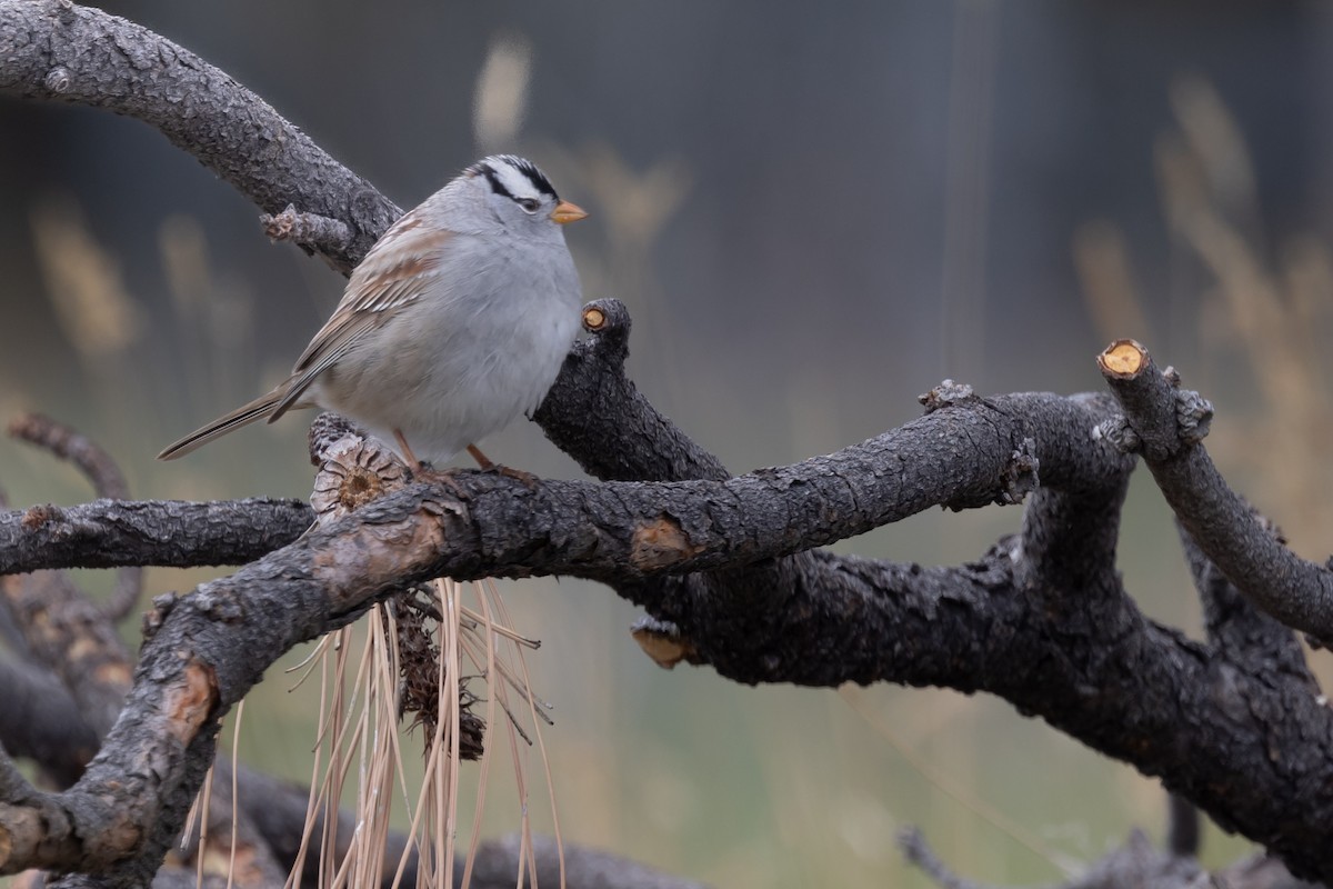 White-crowned Sparrow - ML618395642