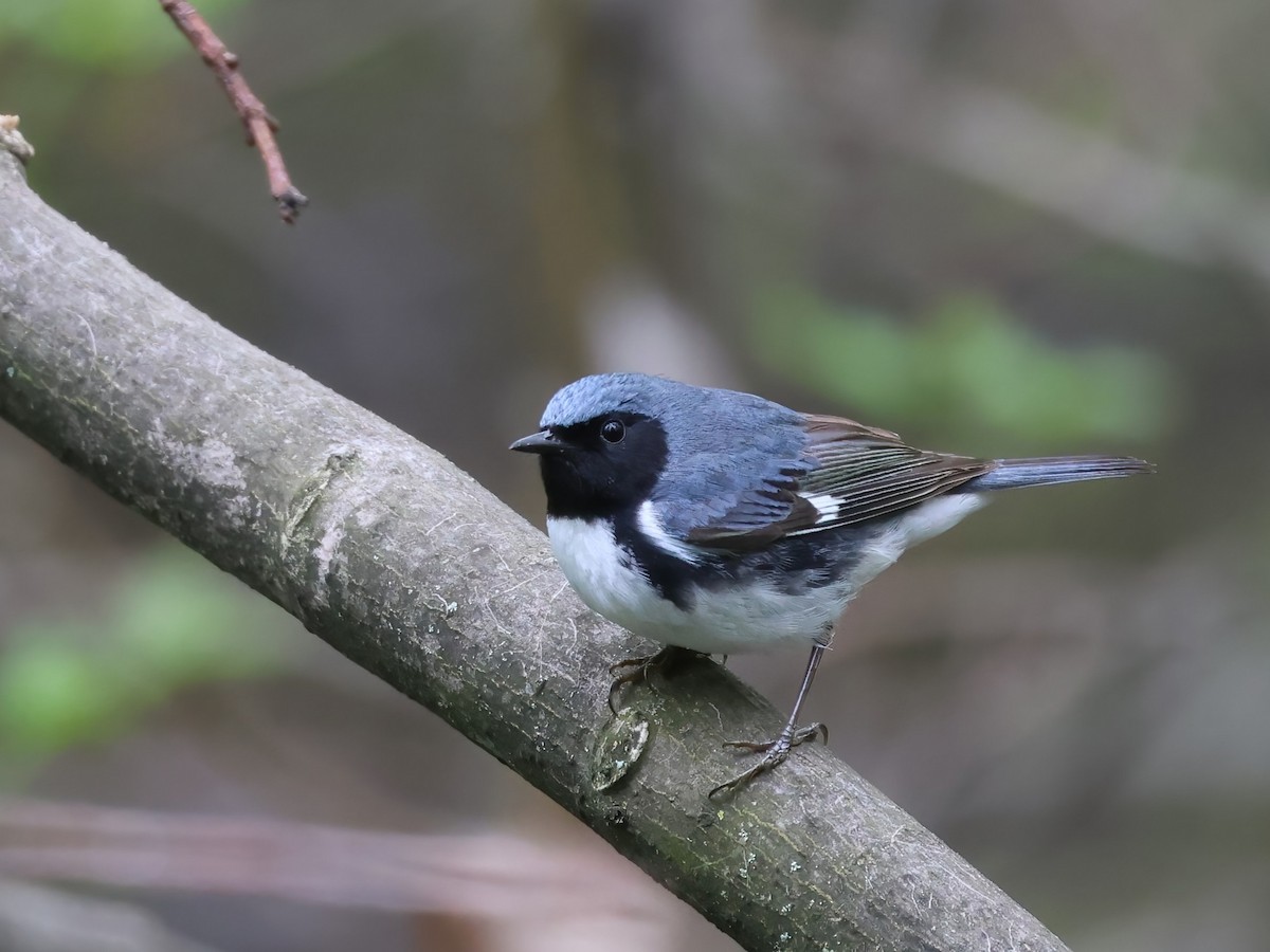 Black-throated Blue Warbler - Garth V. Riley