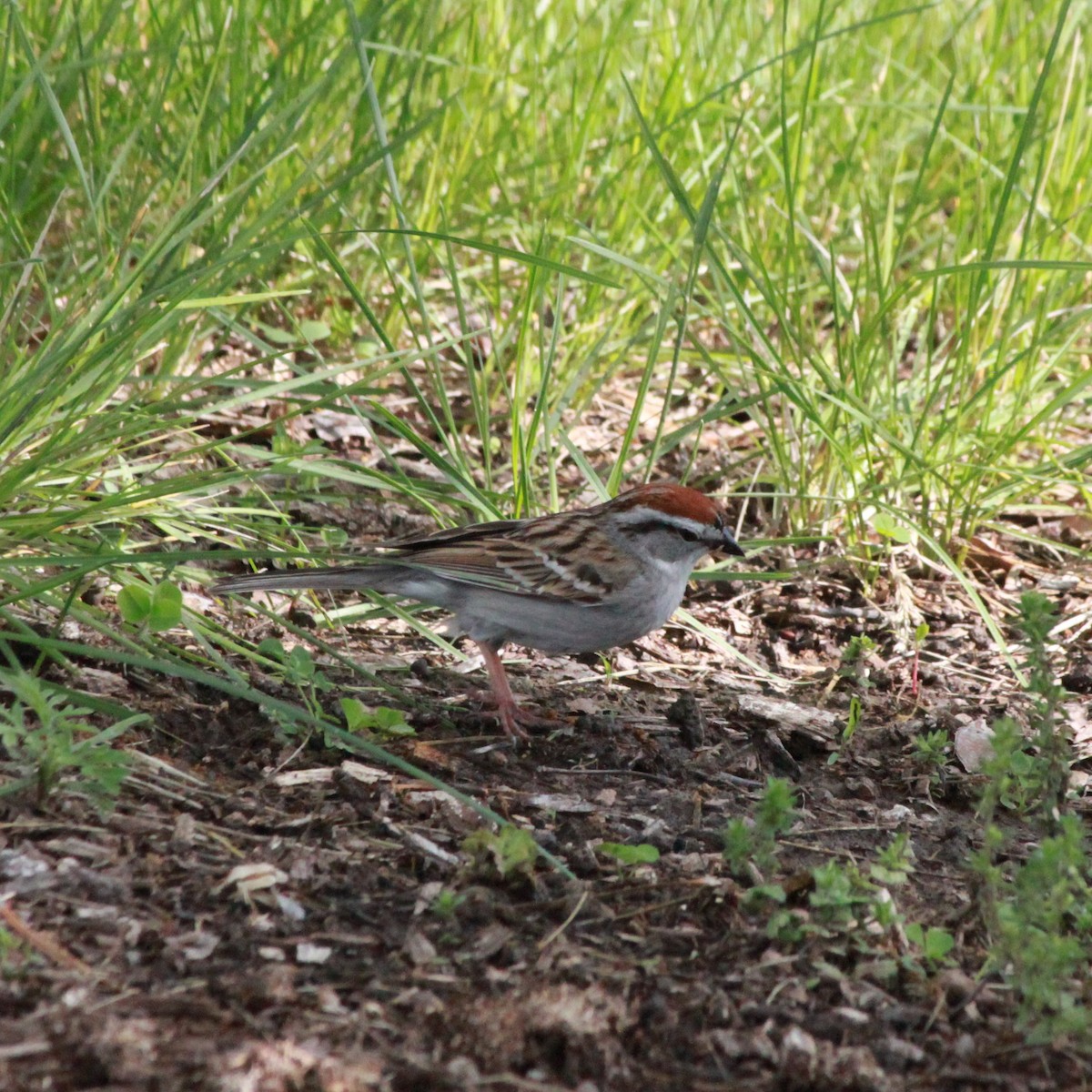 Chipping Sparrow - ML618395659