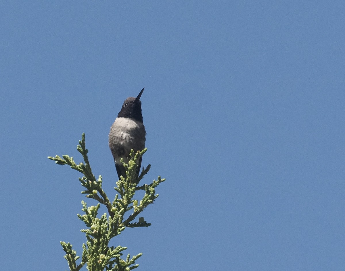Black-chinned Hummingbird - ML618395671
