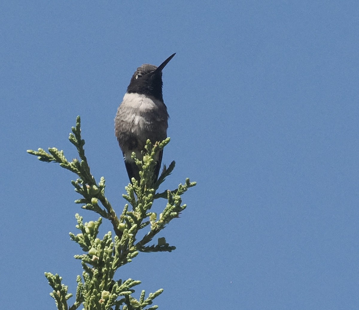 Black-chinned Hummingbird - Bob Foehring