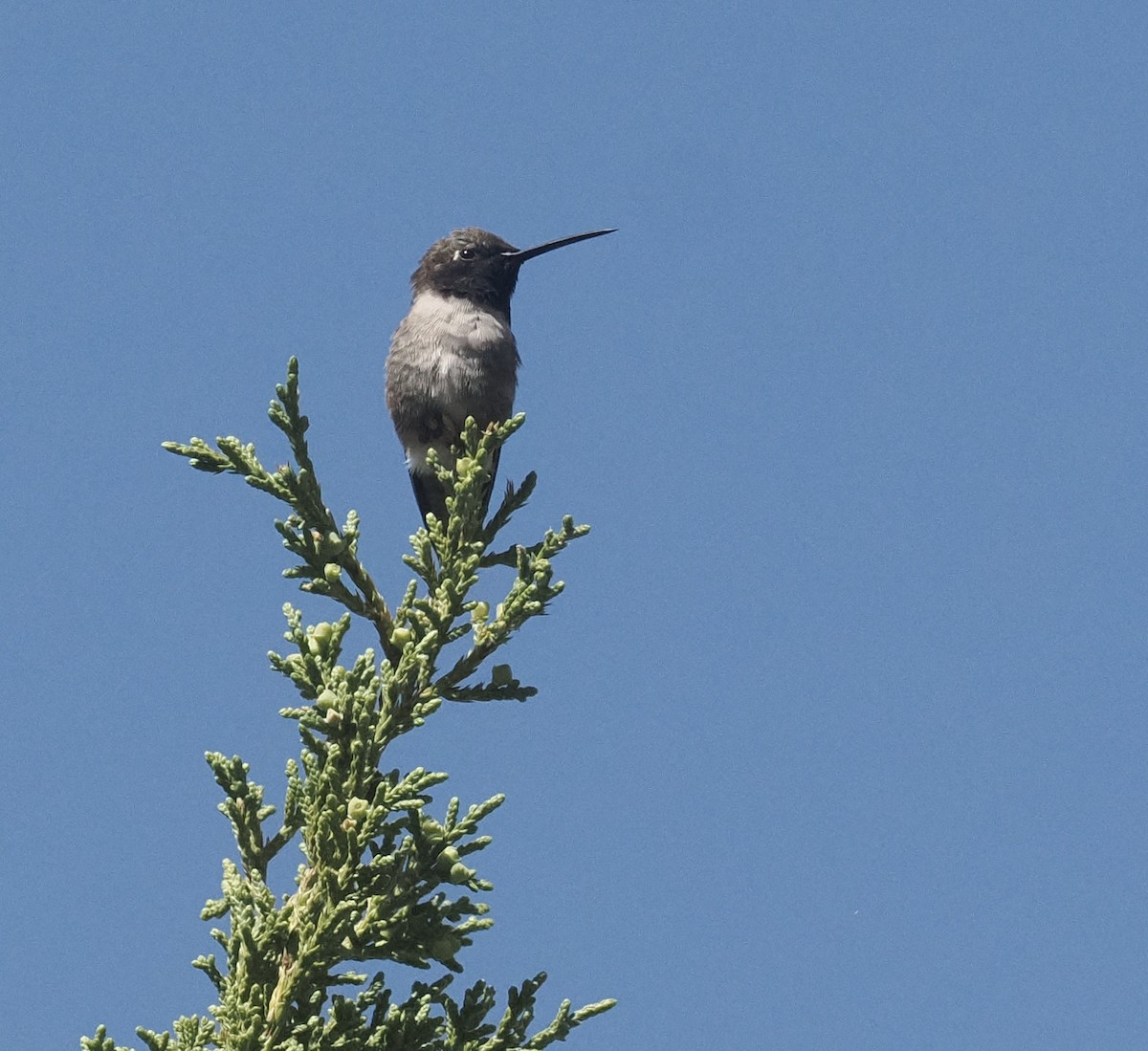 Black-chinned Hummingbird - ML618395679