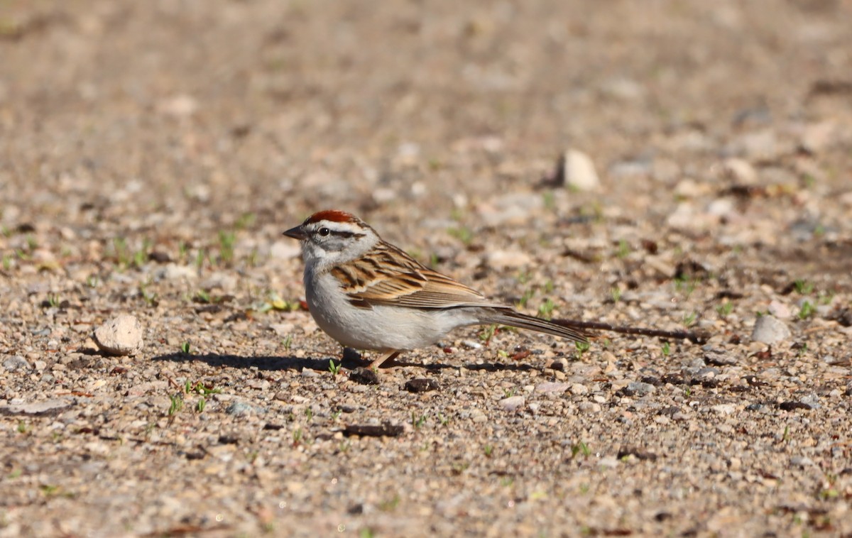 Chipping Sparrow - ML618395684