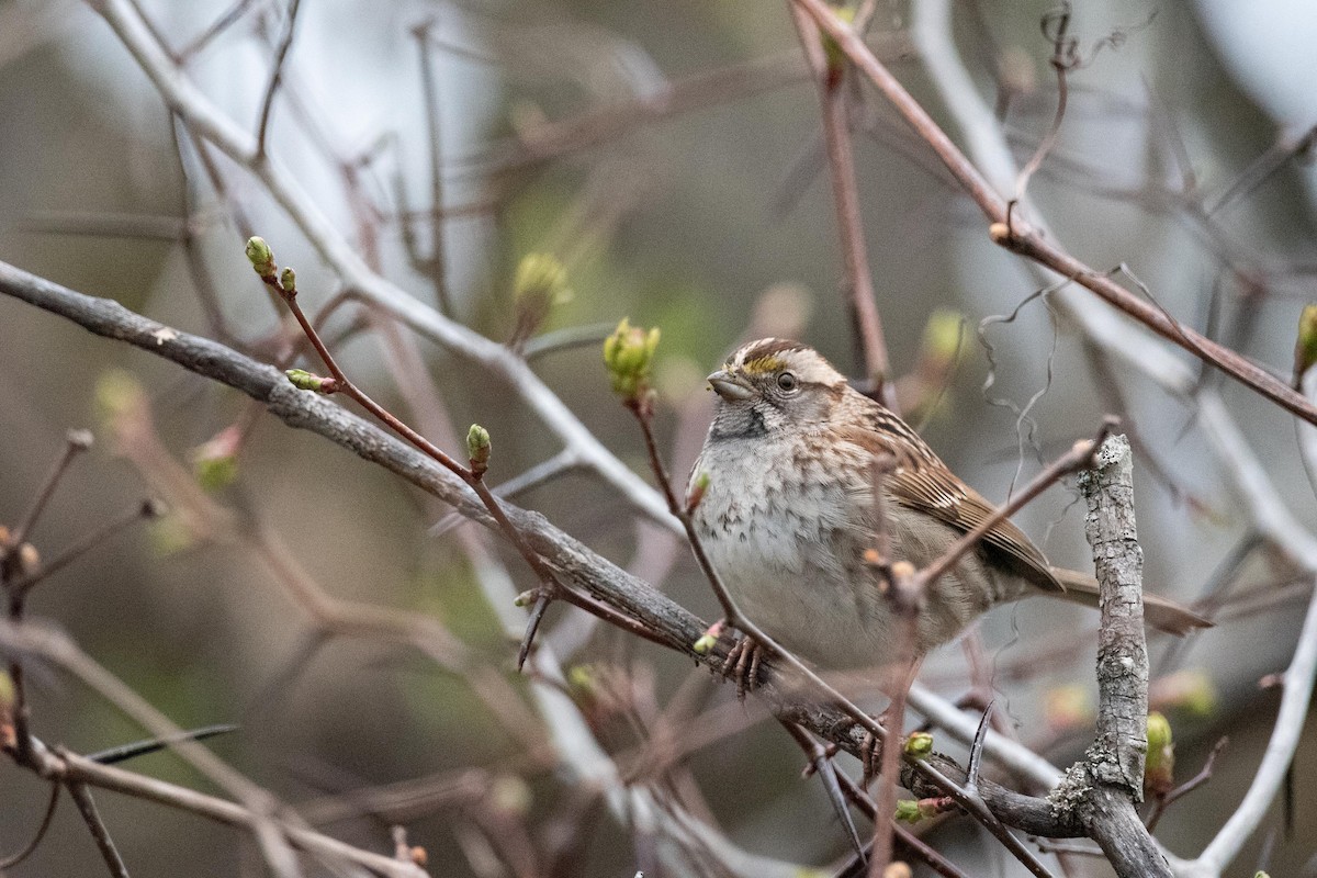 Savannah Sparrow - ML618395697