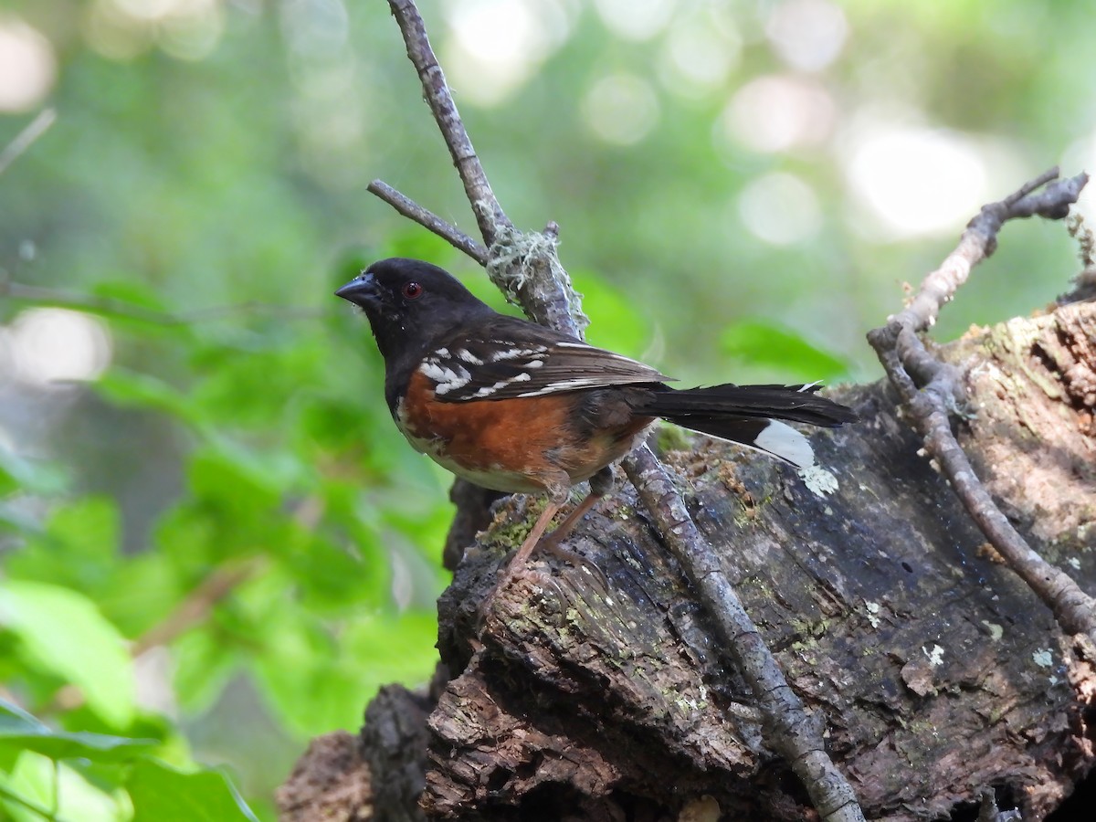 Spotted Towhee - ML618395701