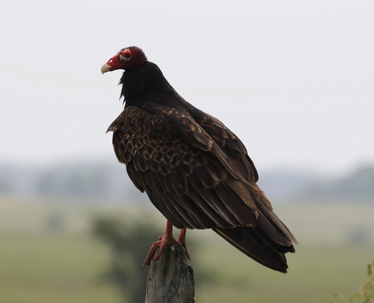 Turkey Vulture - Laura Sare