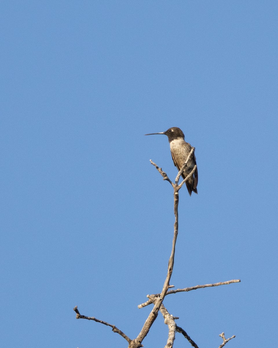 Black-chinned Hummingbird - ML618395735