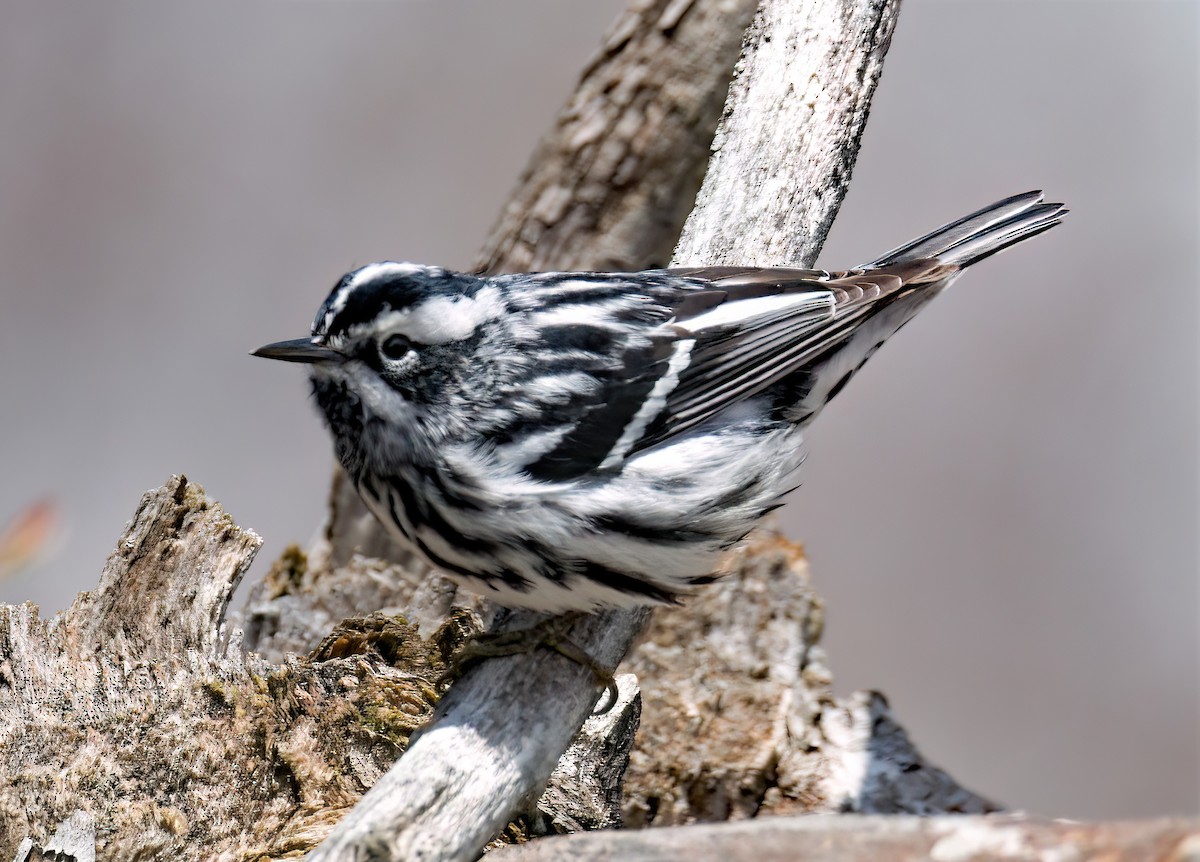 Black-and-white Warbler - ML618395736
