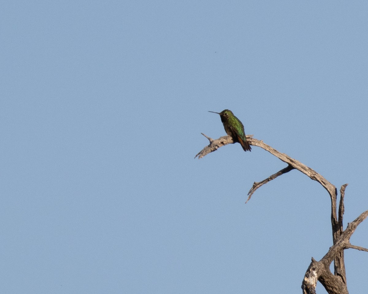 Broad-tailed Hummingbird - ML618395737