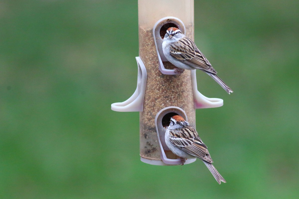 Chipping Sparrow - ML618395739