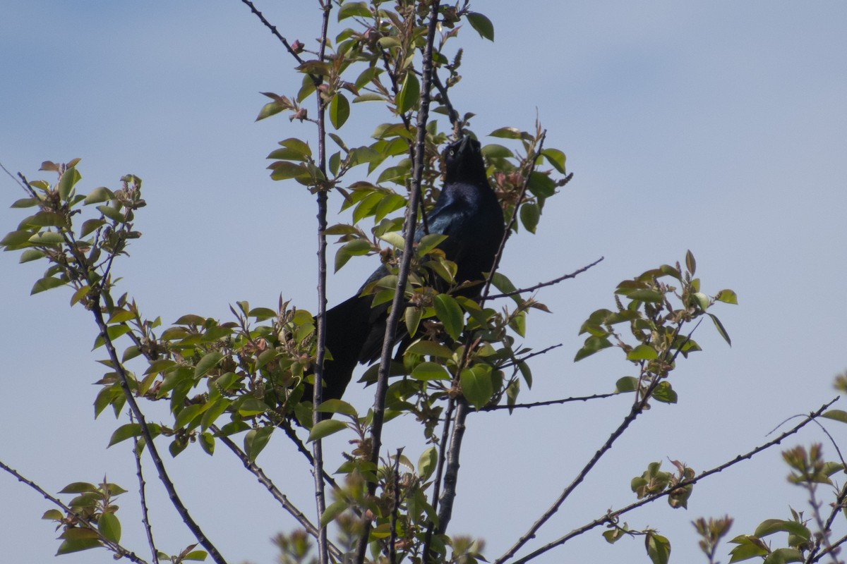 Boat-tailed Grackle - ML618395740