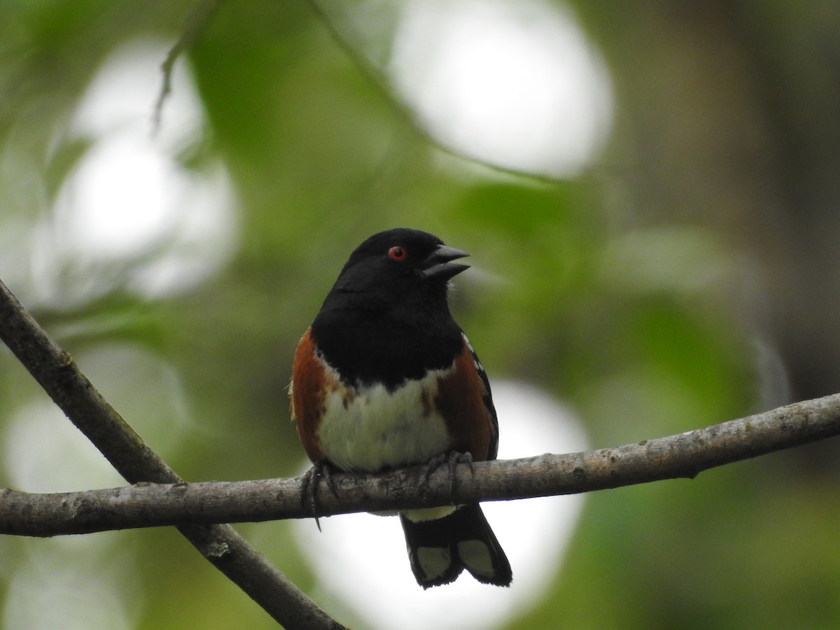 Spotted Towhee - Peter Erickson