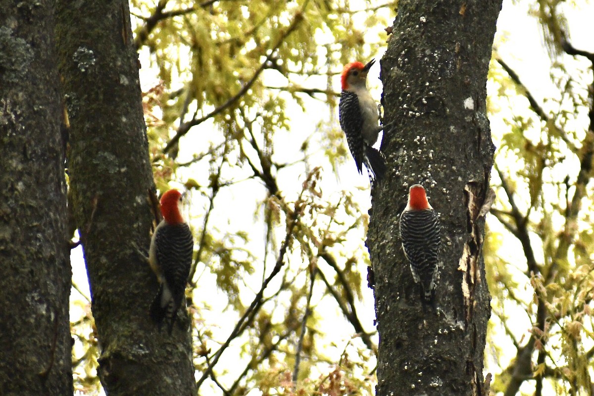 Red-bellied Woodpecker - Steven Weiss
