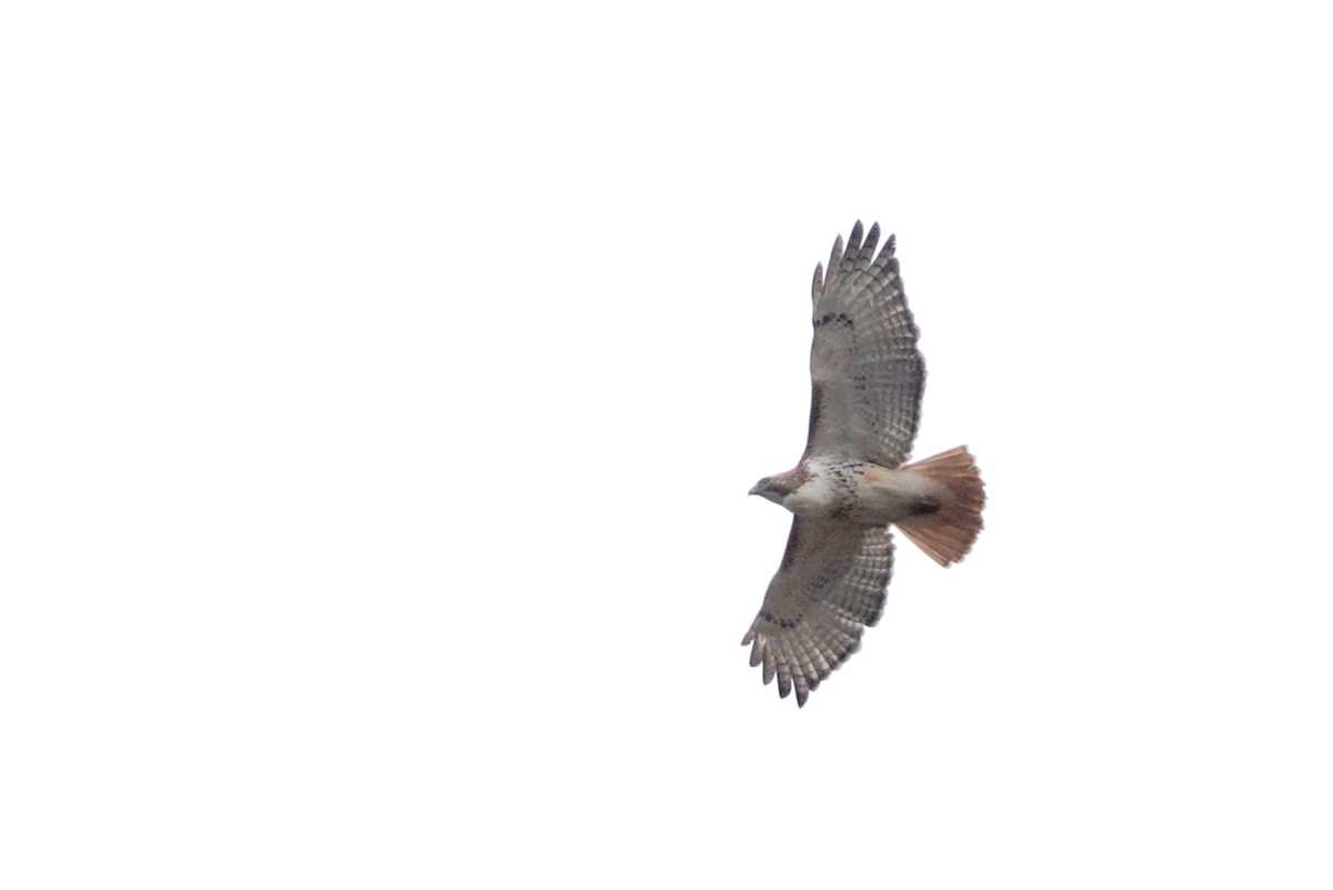 Red-tailed Hawk - ML618395821