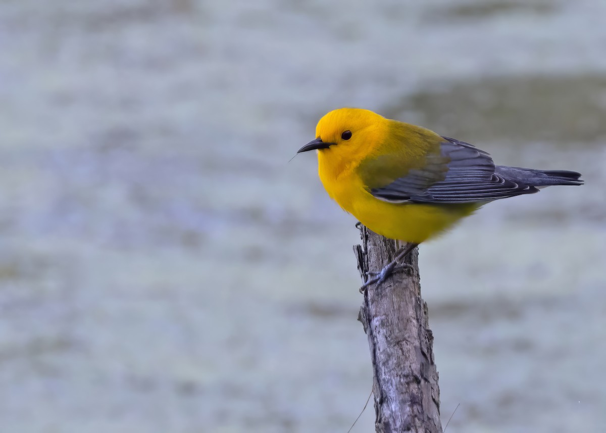 Prothonotary Warbler - ML618395824