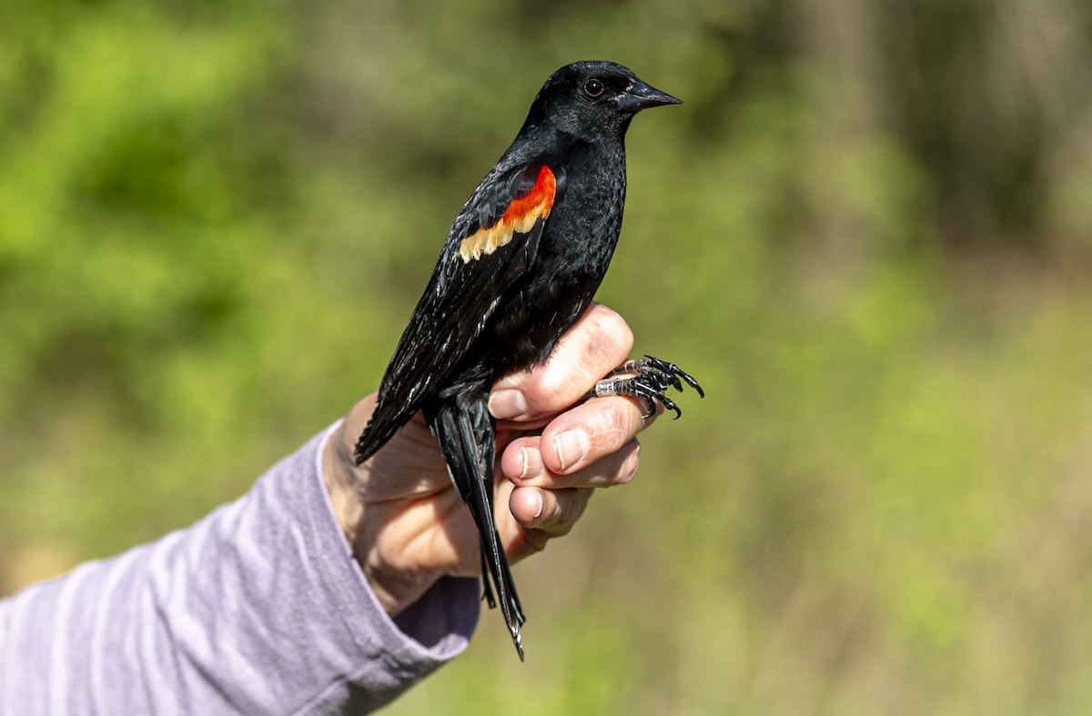 Red-winged Blackbird - ML618395839