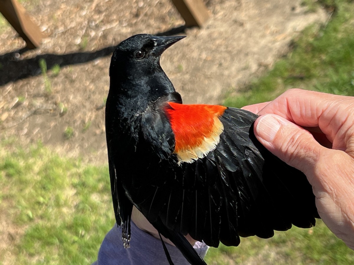 Red-winged Blackbird - ML618395840