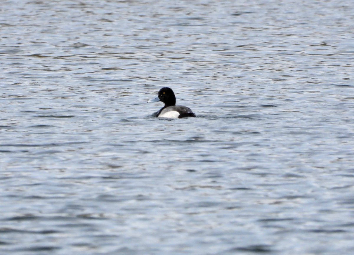 Greater Scaup - ML618395867